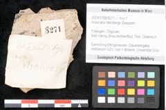 Foto (Objekt + Etikett) von Araucaria sternbergii Goeppert (NHMW-GEO-2024-0188-8271)